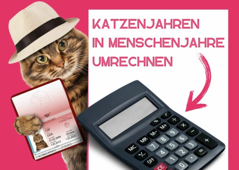 Katzenjahre in Menschenjahre umrechnenKratzbaumKaufen.Info