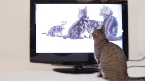 Filme Für Katzen Filme Für Katzen