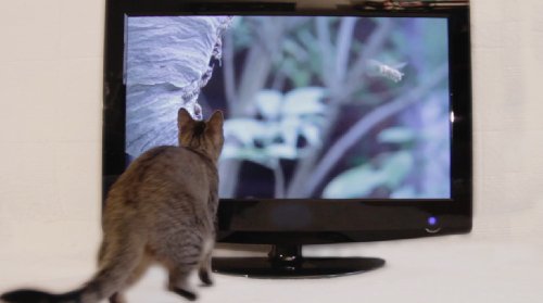 Filme für Katzen