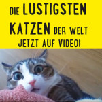 Katzenvideos