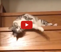 faule Katze Video