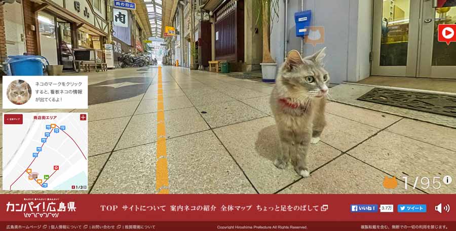 Cat Street View