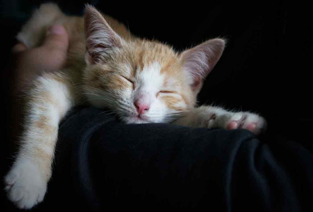 Katze Miaut Nachts Vor Der Tür