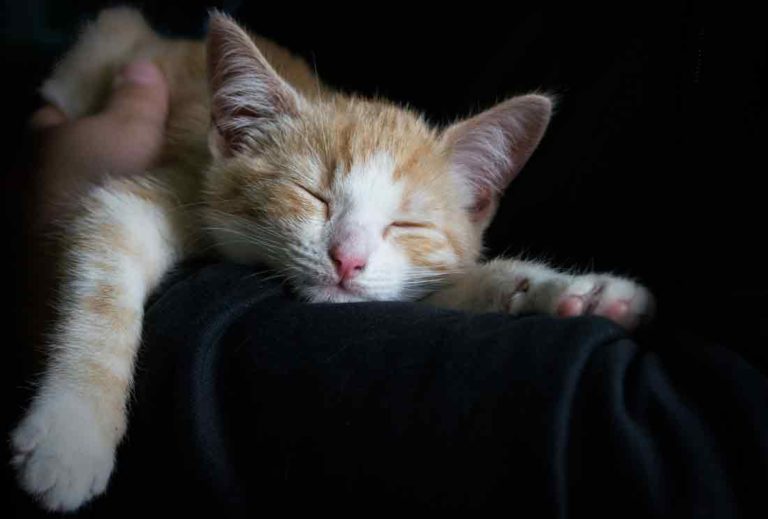 Katze miaut nachts und kratzt an Tür – Ursachen und TippsKratzbaum