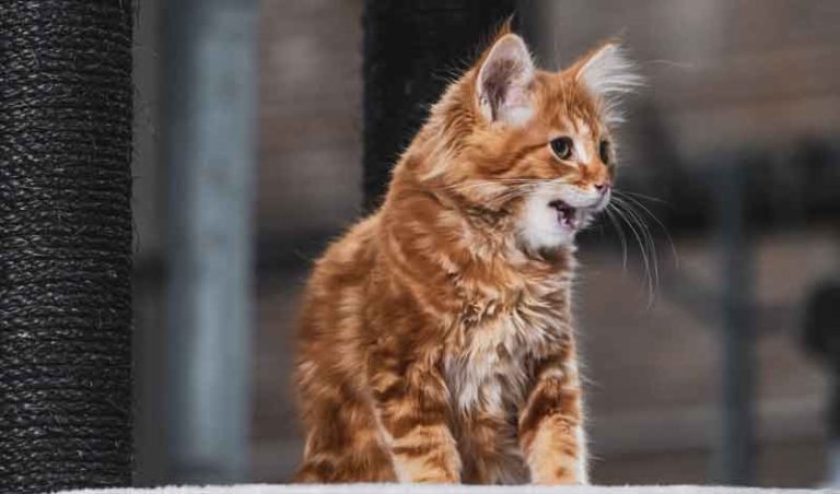 Katze Miaut Nachts Vor Der Tür